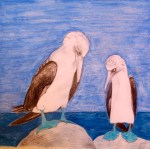 Blue-footed Boobies.