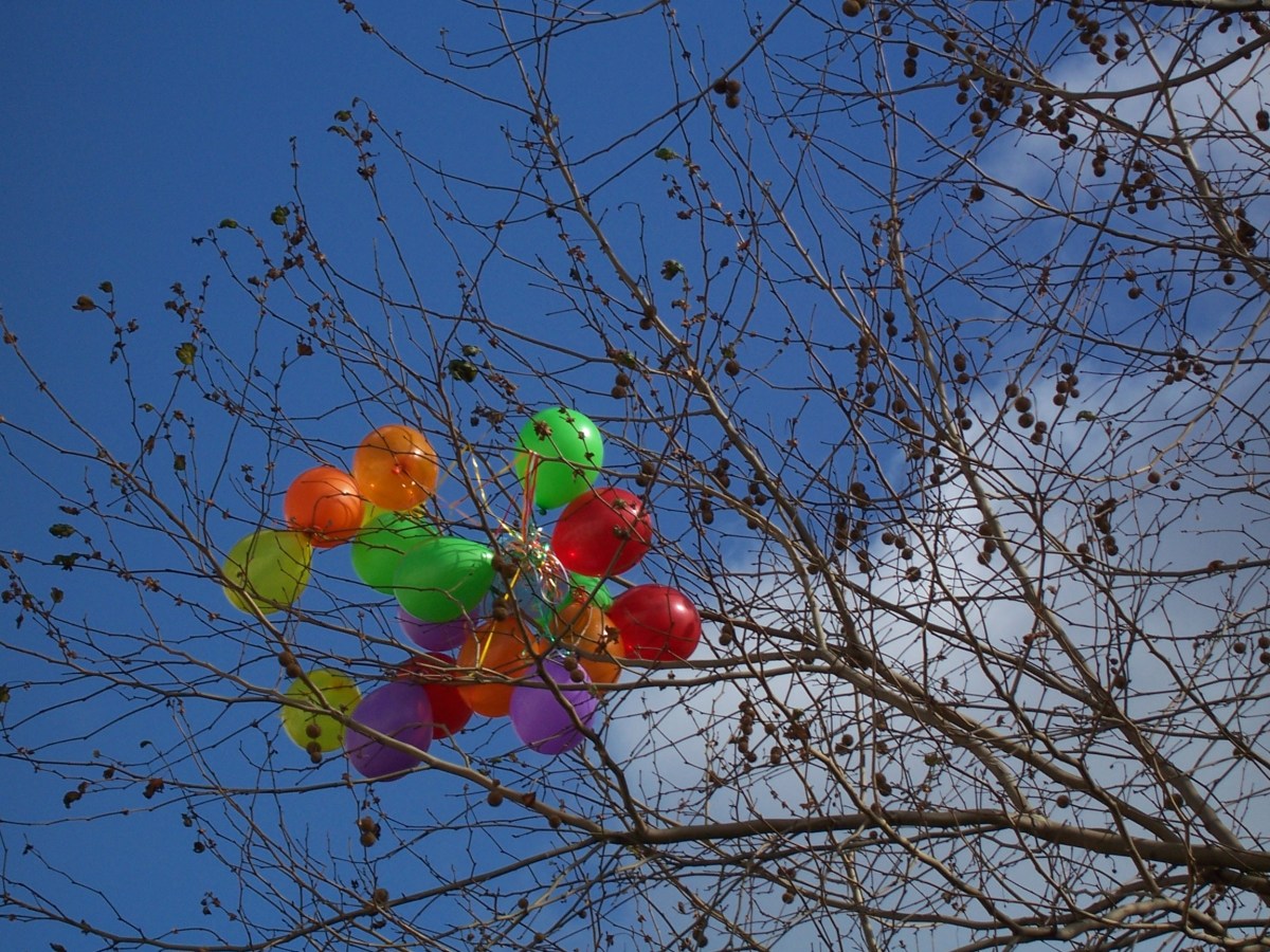 Balloons caught in a tree in the King's Road.